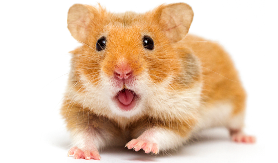 Hamster