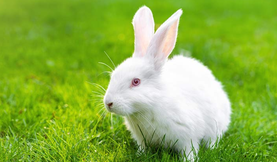 New Zealand Rabbit