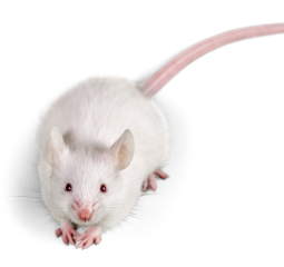 Swiss albino mice